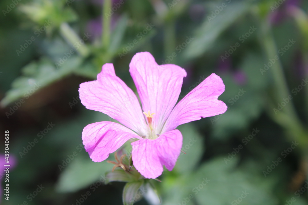 pink flower in the garden pink flower in the garden