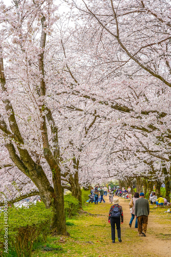 桜と歩行者