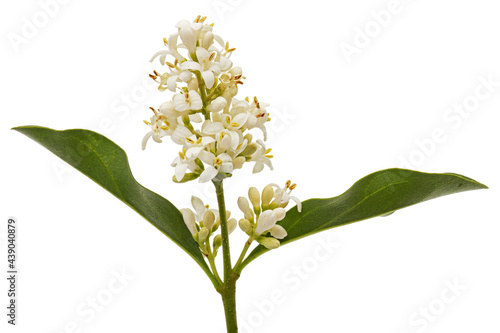 Inflorescence of privet  lat. Ligustrum  isolated on white background