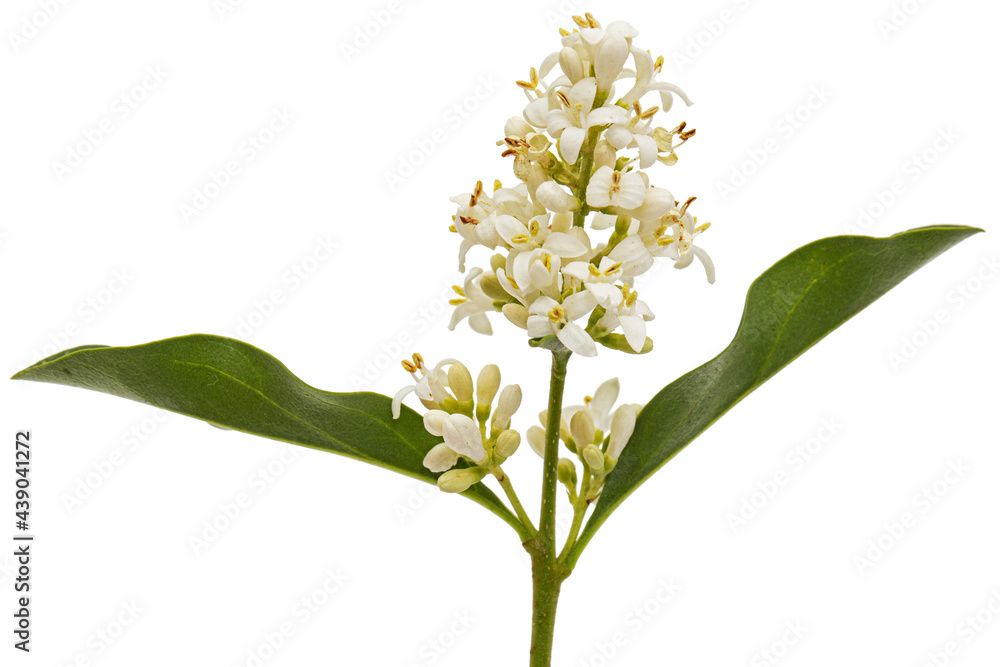 Inflorescence of privet, lat. Ligustrum, isolated on white background Inflorescence of privet, lat. Ligustrum, isolated on white background