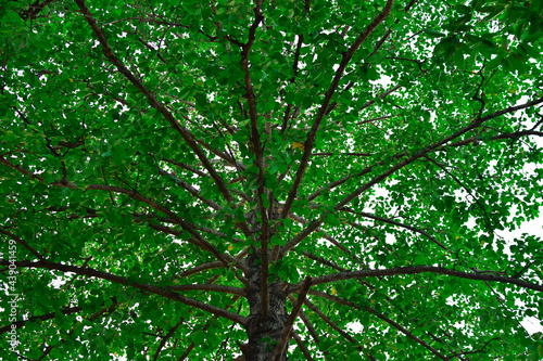 green leaves background