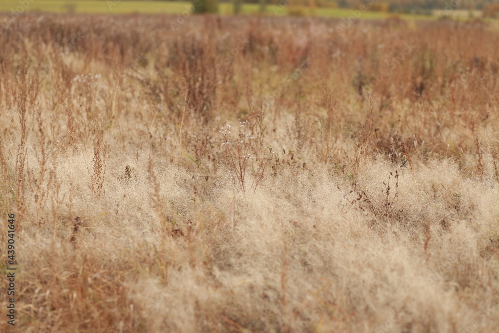 Autumn landscape. Field of dry grass. Plants in the foreground in focus, blurred background. Gentle warm pastel colors. Autumn landscape. Field of dry grass. Plants in the foreground in focus, blurred background. Gentle warm pastel colors.
