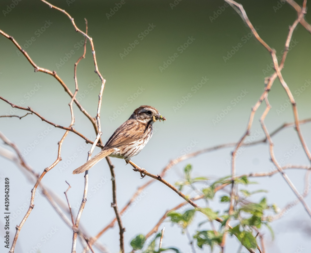 Song Sparrow (Melospiza melodia) with food in woodland habitat Song Sparrow (Melospiza melodia) with food in woodland habitat