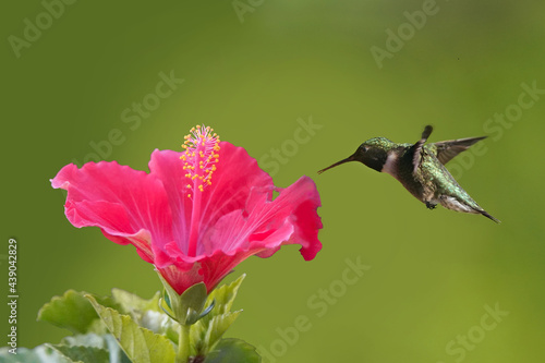 Ruby Throated hummingbird checking out hibiscus flower just bloomed in summer sun in evening
