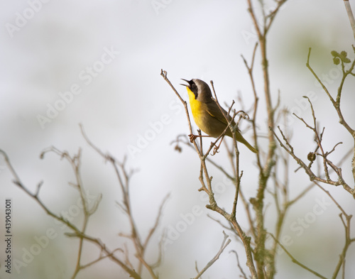 A Common Yellowthroat Warbler in woody vines in in morning mist in spring