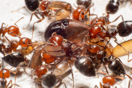 Ants dismembering a spider photo