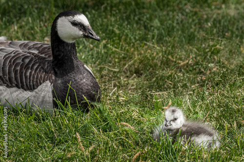 Goose and gosling