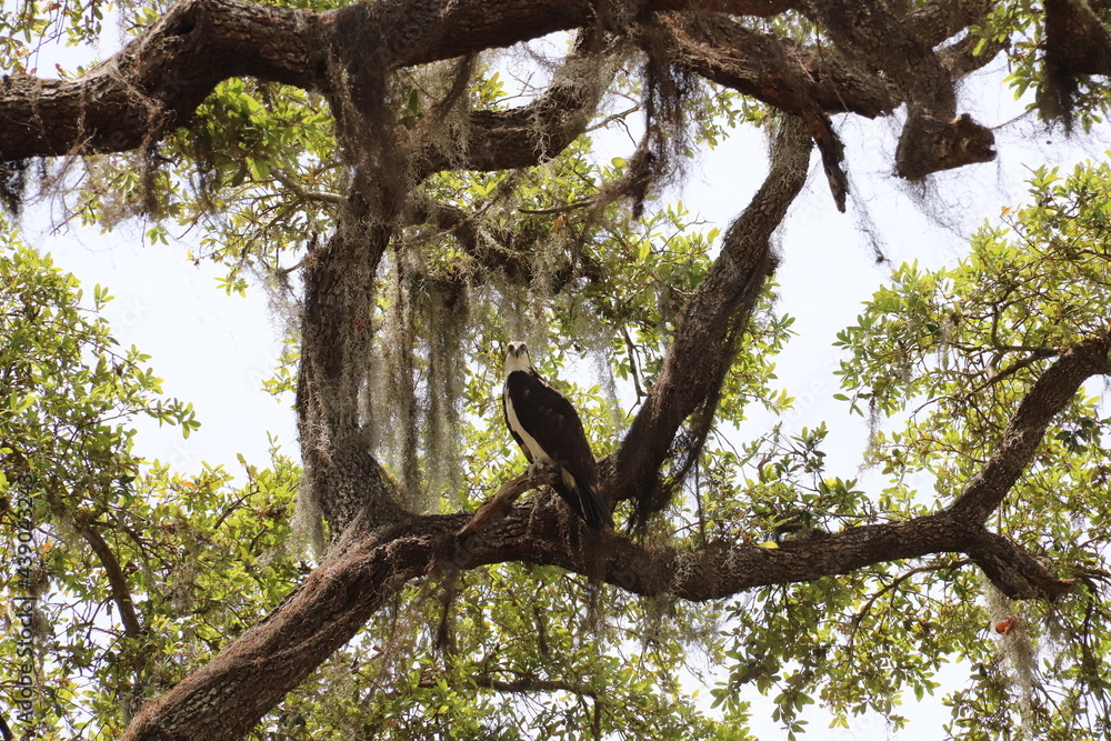 Regal osprey perched in spanish moss draped tree Regal osprey perched in spanish moss draped tree