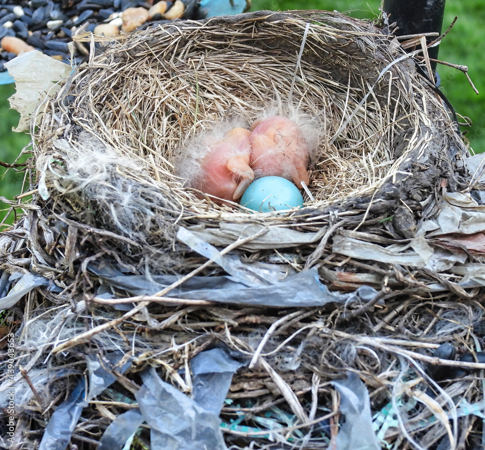 Nest with Egg and Babies: Two American robin baby birds one day old nestle in their bird nest next to a blue egg that has not hatched Nest with Egg and Babies: Two American robin baby birds one day old nestle in their bird nest next to a blue egg that has not hatched