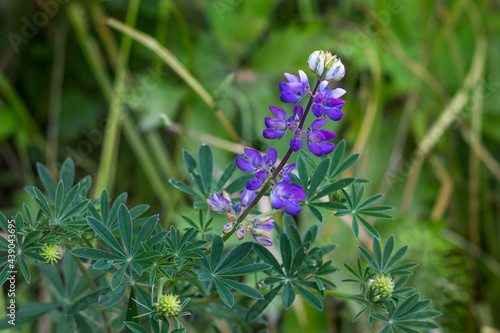 Blooming wild blue lupine close-up