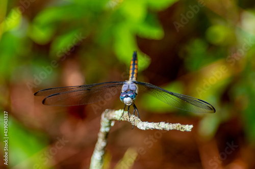 Dragonfly © Tom Ramsey