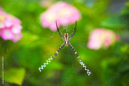 紫陽花の庭にいた女郎蜘蛛 