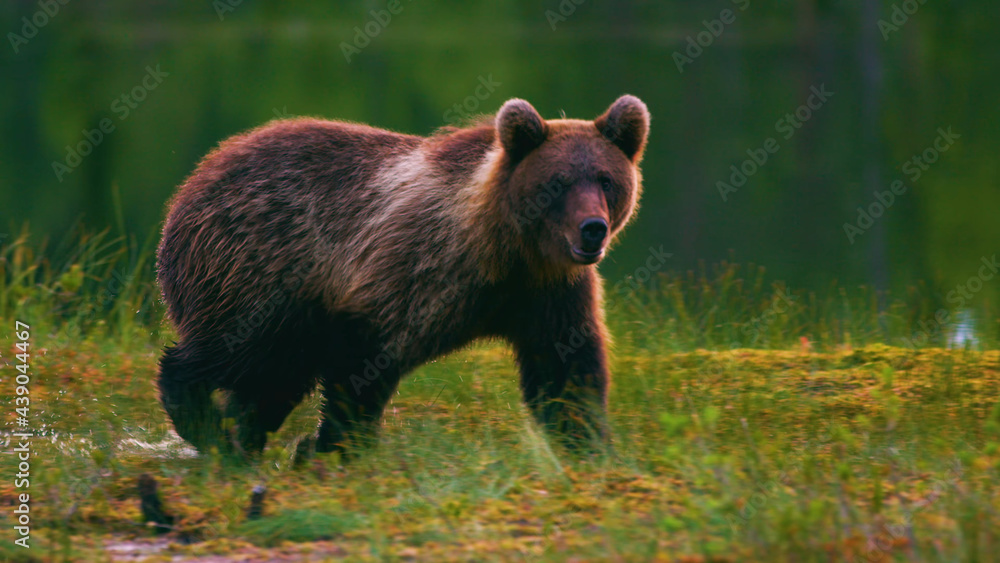 Bear, Animals, Nature, Wildlife, Animals in Their Habitat Bear, Animals, Nature, Wildlife, Animals in Their Habitat