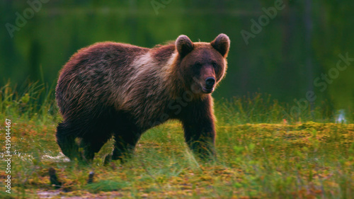 Bear, Animals, Nature, Wildlife, Animals in Their Habitat © Анна Данильченко
