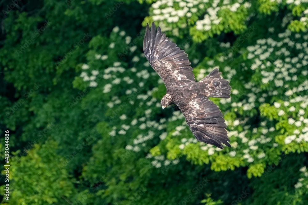 Fototapeta premium 満開の白い花の上を獲物を探しながら悠然と飛ぶイヌワシ