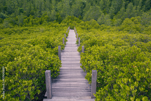 Wood small bridge on the forest mangrove