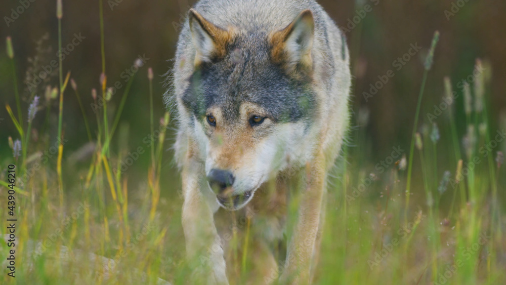 Wolf, Animals, Nature, Wildlife, Animals in Their Habitat