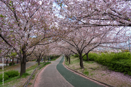 Row of cherry trees in Japan (Someiyoshino)