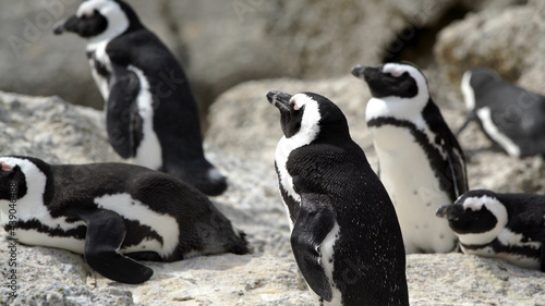 Penguin, Animals, Nature, Wildlife, Animals in Their Habitat