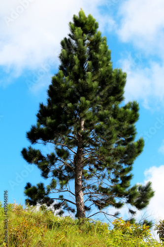 árbol de pino con fondo azul 