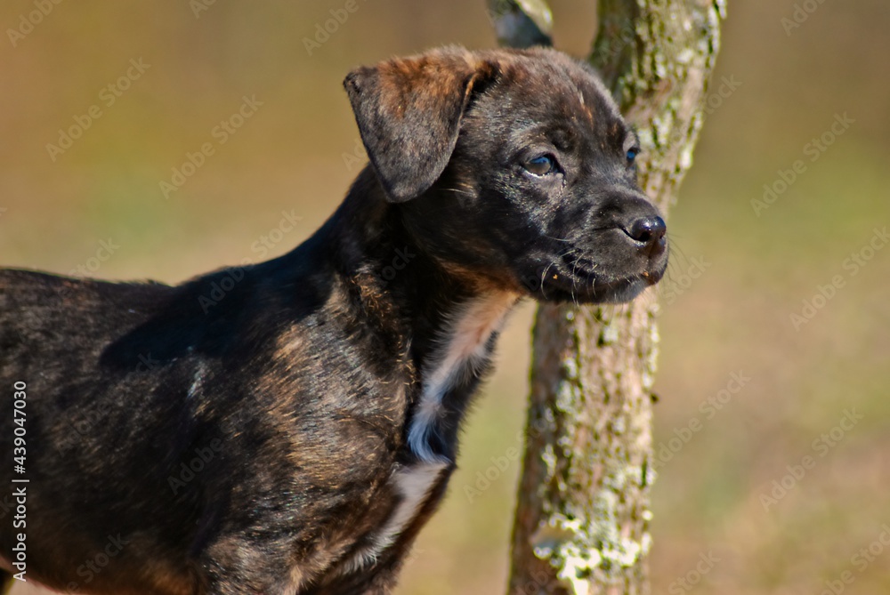 A brindle colored puppy stands for a portrait in front of a small tree on a cool spring morning.