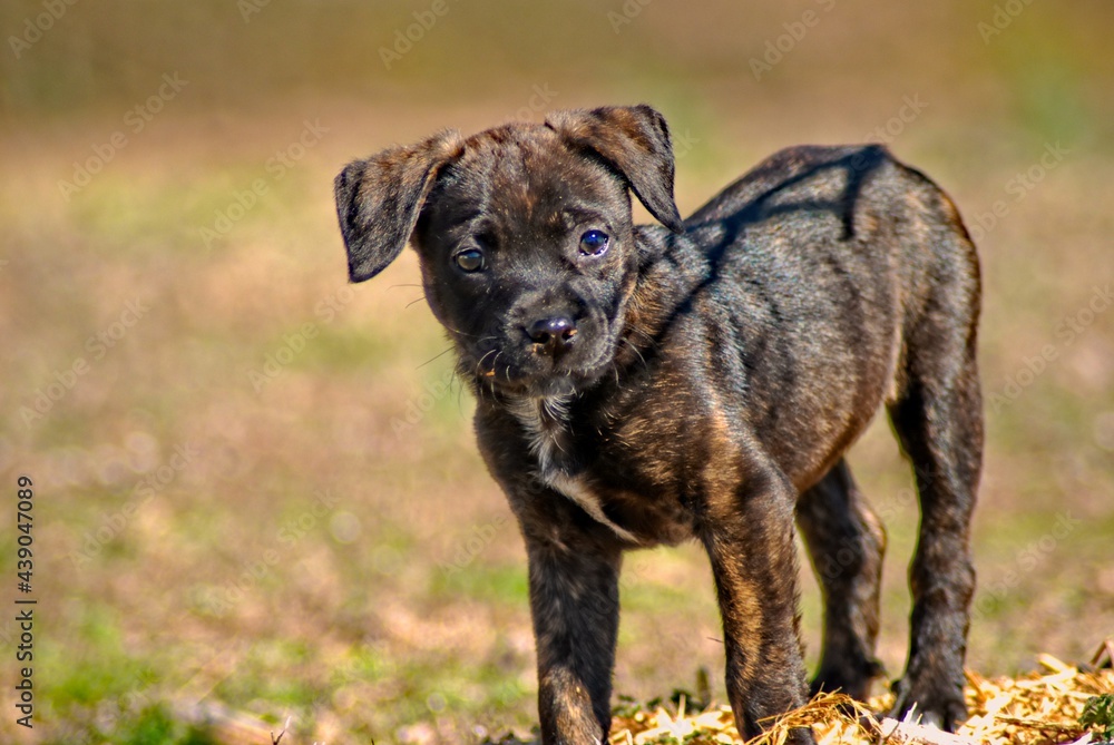 A brindle colored puppy stands in a pile of mulch on a cool spring day A brindle colored puppy stands in a pile of mulch on a cool spring day