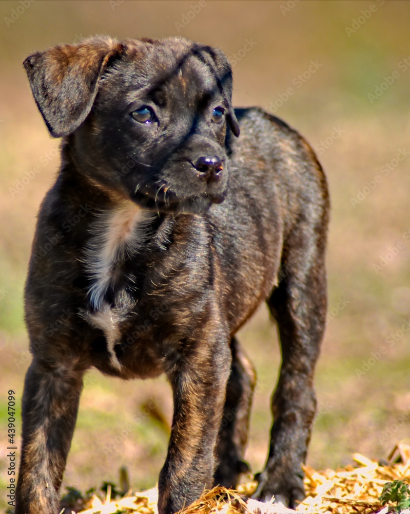 A brindle colored puppy stands still and gazes off into the distance while having its portrait taken A brindle colored puppy stands still and gazes off into the distance while having its portrait taken