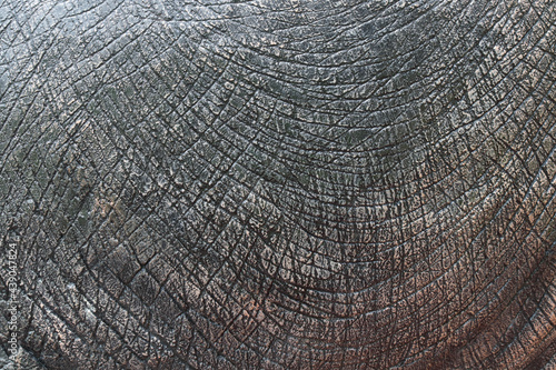 Detail of dinosaur thick animal skin texture