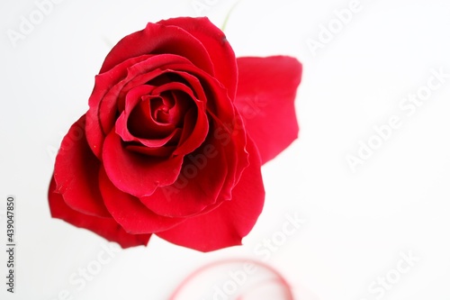Fototapeta Naklejka Na Ścianę i Meble -  赤いバラ　