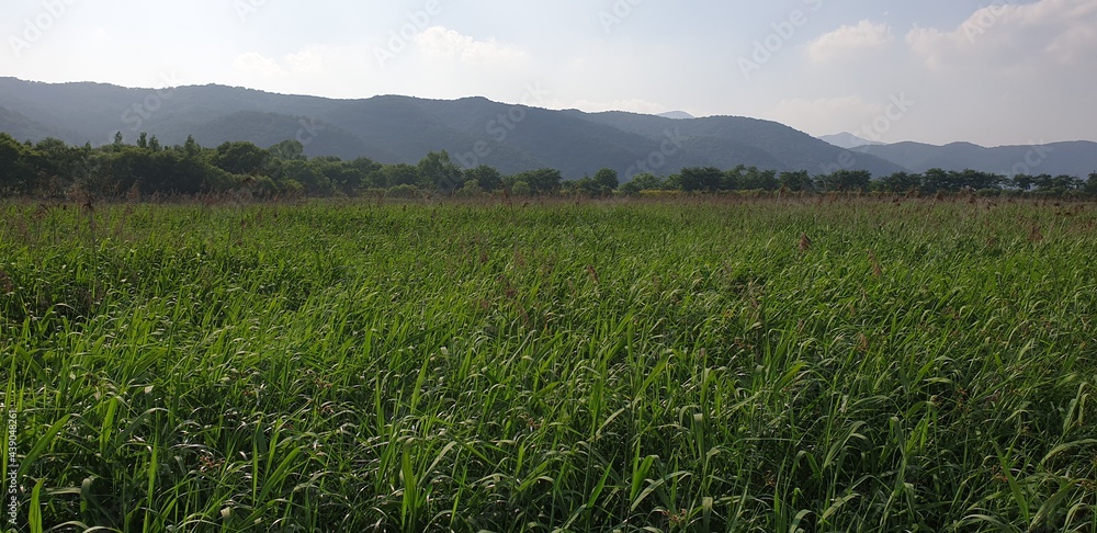field of grass field of grass