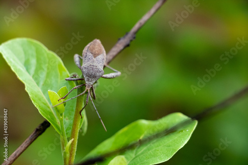grey Leaf-footed bug - Tribe Mictini on a branch in wood in Laos