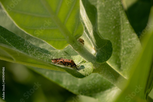 beetle on green leaf with spider above it in Laos