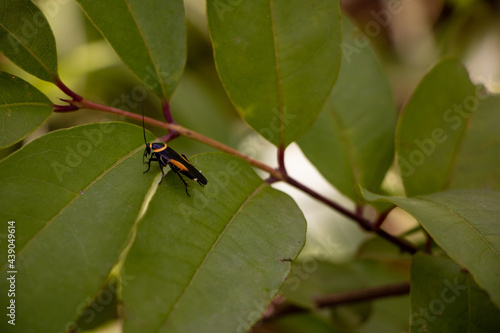 black and yellow wood cockroach - hemithyrsocera vittata on green leaf in Laos