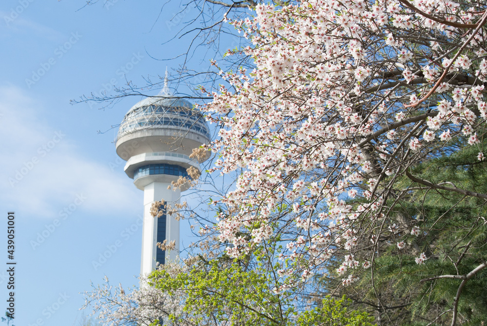 Botanical Park in springtime with spring blossoms and atakule - Ankara, Turkey
Botanical Park in springtime with spring blossoms and atakule - Ankara, Turkey