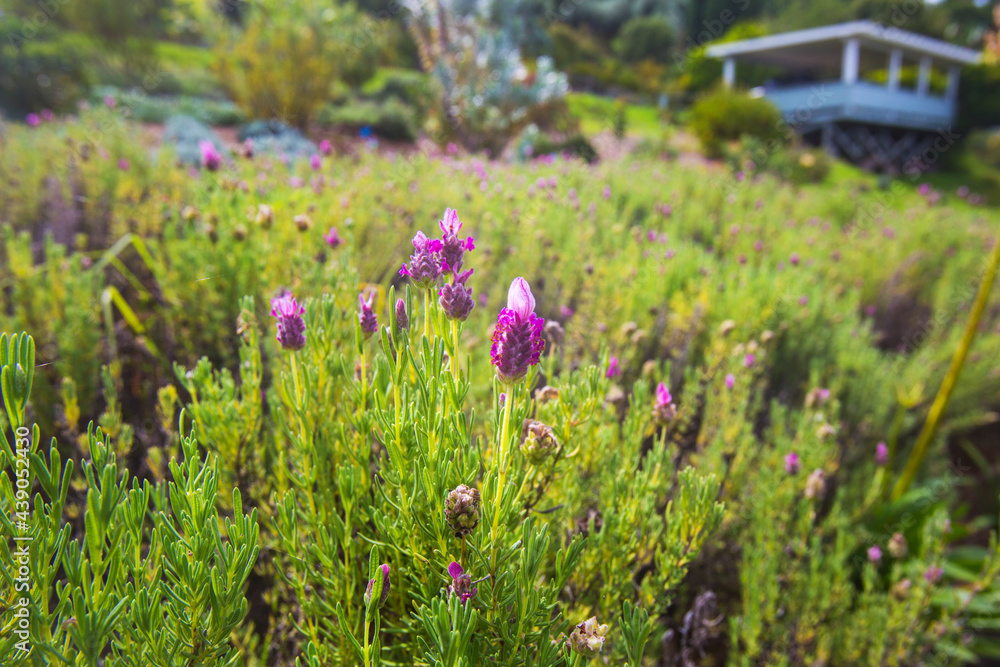Fototapeta premium Macro Lavender Flowers in a Field