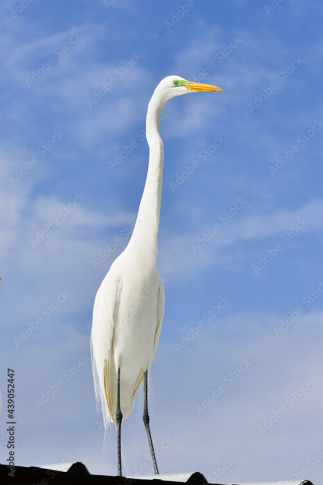great blue heron ardea cinerea
