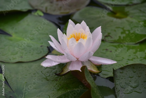 lotus flower in the pond blooming in summer                                   