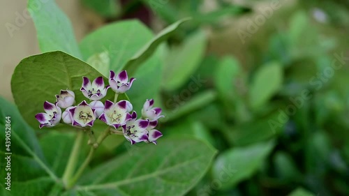 A great medicinal plant calotropis procera , Asclepiadaceae with flowers. Aak flower, herb. photo