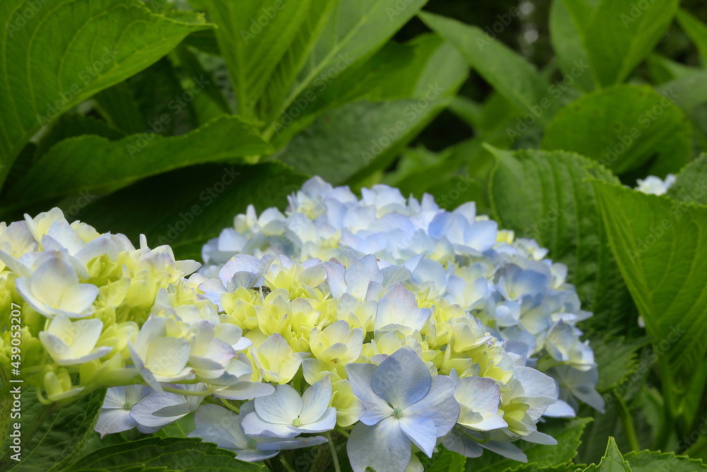 梅雨に咲く紫陽花 梅雨に咲く紫陽花