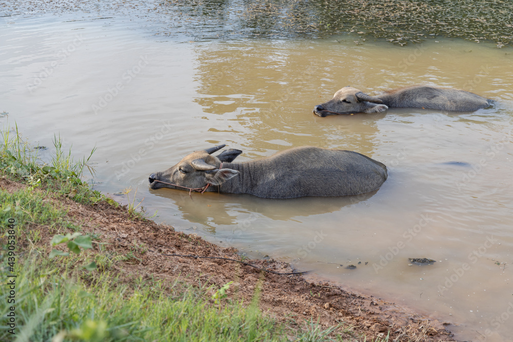 Fototapeta premium Young Buffaloes Soaking In The Pond, Countryside Of Thailand. 