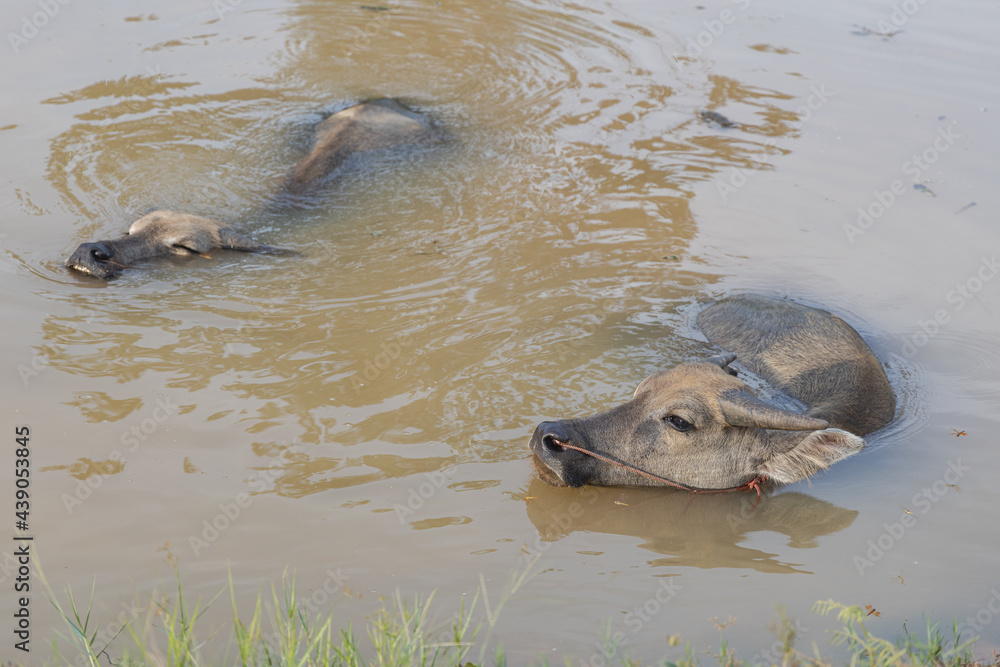 Fototapeta premium Young Buffaloes Soaking In The Pond, Countryside Of Thailand. 