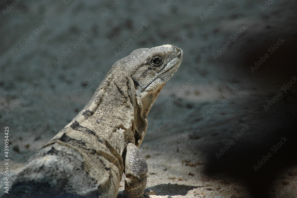 Obraz premium iguana's head