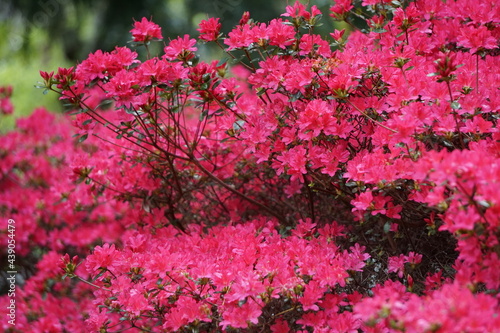 Pink azalea.