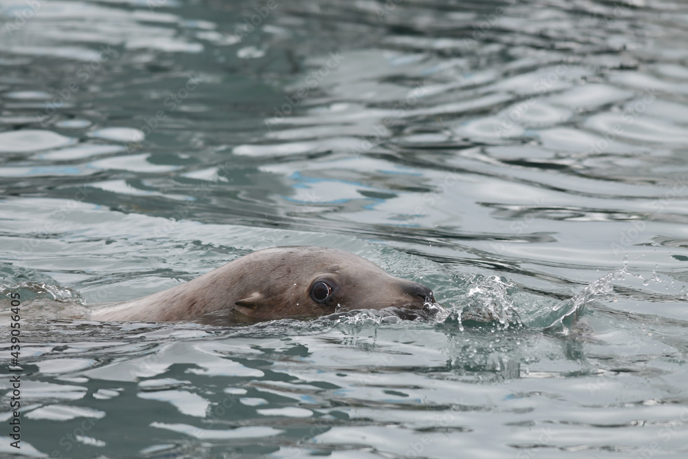 Obraz premium A Steller, or northern, sea lion (Eumetopias jubatus) plays in the cold waters of Resurrection Bay near Seward, Alaska.