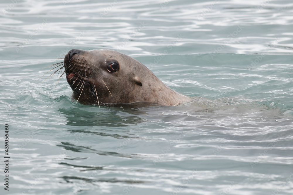 Obraz premium A Steller, or northern, sea lion (Eumetopias jubatus) plays in the cold waters of Resurrection Bay near Seward, Alaska.