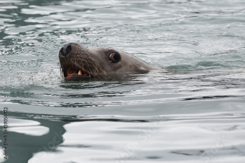 A Steller, or northern, sea lion (Eumetopias jubatus) plays in the cold waters of Resurrection Bay near Seward, Alaska.