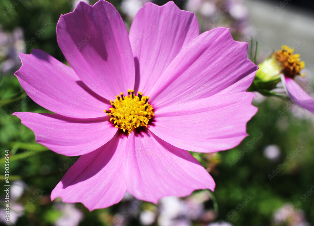 Purple daisy blossoming in a park in Hong Kong Purple daisy blossoming in a park in Hong Kong