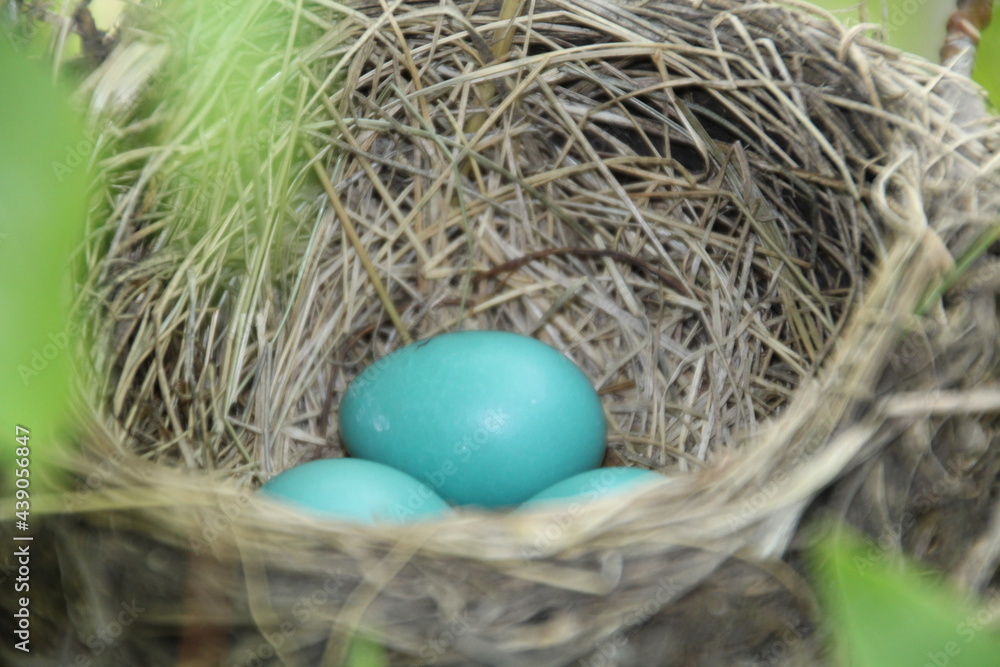 Robin Eggs In The Nest, Pylypow Wetlands, Edmonton, Alberta Robin Eggs In The Nest, Pylypow Wetlands, Edmonton, Alberta