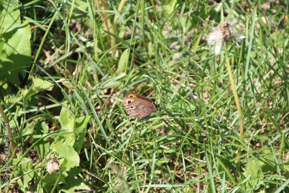 Butterfly On Grass, Pylypow Wetlands, Edmonton, Alberta Butterfly On Grass, Pylypow Wetlands, Edmonton, Alberta
