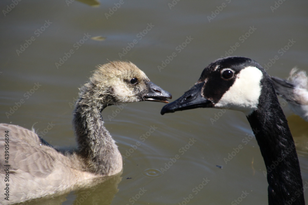 Connection Between Geese, Pylypow Wetlands, Edmonton, Alberta Connection Between Geese, Pylypow Wetlands, Edmonton, Alberta